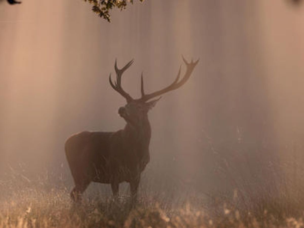 A majestic deer stands in a misty forest clearing, illuminated by rays of sunlight streaming through the trees, creating a serene and ethereal scene.