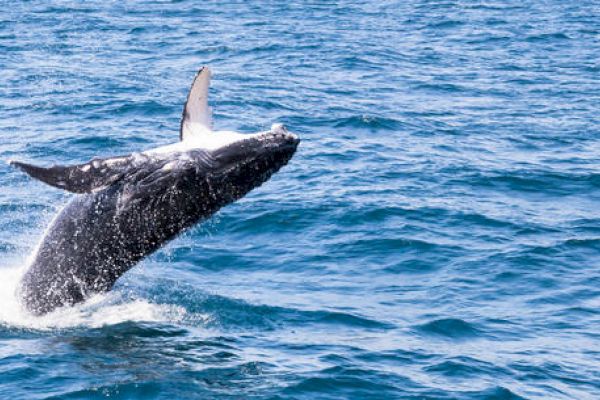 A whale is breaching the ocean surface, rising partially out of the water, against a backdrop of deep blue waves.