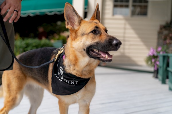 A German Shepherd with a black bandana stands outdoors on a leash, close to a person holding the leash.